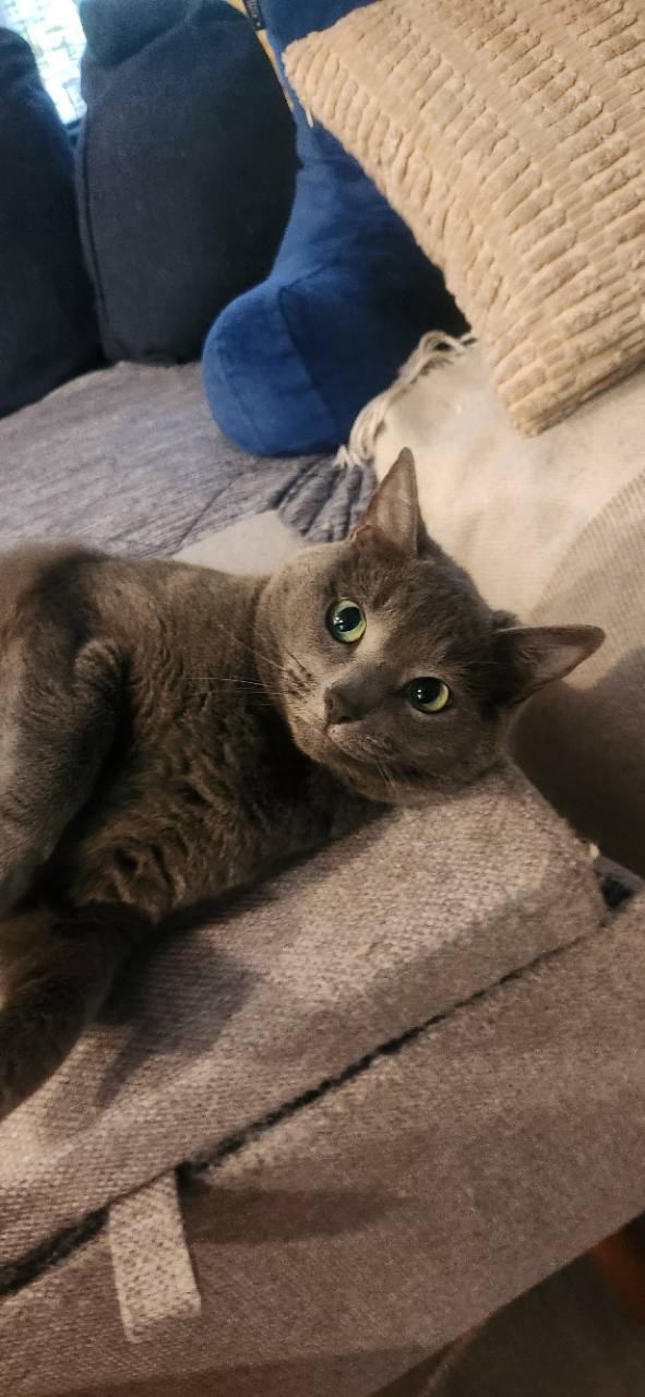Rosie, a gray cat, resting on a cushion