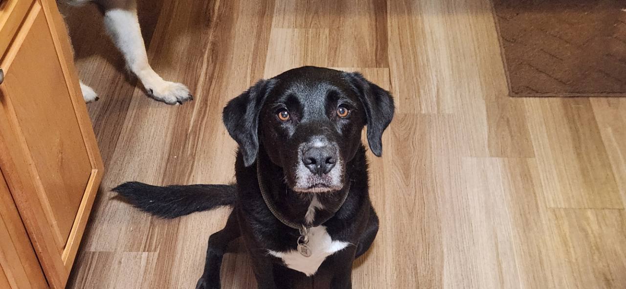 Roxy, a black dog with a white chest, looking up